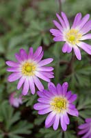 Anemone blanda 'Charmer'