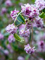 Daphne odora 'Aureomarginata' 