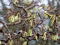 Corylus avellana 'Contorta' - Corkscrew Hazel 