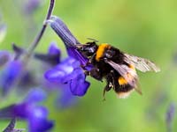 Bee visiting Salvia greggii 'Blue Note' flower