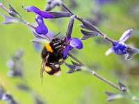 Bee visiting Salvia greggii 'Blue Note' flower