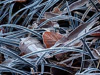 Ophiopogon planiscapus 'Nigrescens' - Black lilyturf 