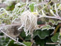 Clematis tangutica 'Bill Mackenzie' seedheads caught in winter frost.
