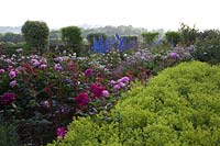 Alchemilla mollis with roses and clipped columns of Pittosporum. Rosa 'Mum in a Million', 'Big Purple', 'Boscobel', 'Queen of Sweden' and 'Brother Cadfael'