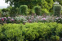 Alchemilla mollis with roses and clipped columns of Pittosporum. Rosa 'Mum in a Million', 'Big Purple', 'Boscobel', 'Queen of Sweden' and 'Brother Cadfael'