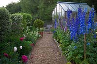 Delphinium 'Guardian Blue' and 'Magic Fountains Mix' flowering in the rose garden with gravel path leading to greenhouse and old wicker chair. 