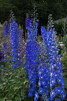 Delphinium 'Guardian Blue' and 'Magic Fountains Mix'  in the rose garden.