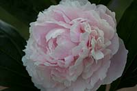 Paeonia lactiflora 'Sarah Bernhardt' - Peony 'Sarah Bernhardt'
 