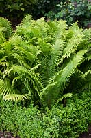 Ferns rising out of Buxus sempervirens - Box -  low hedges in a formal border.