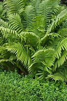 Ferns rising out of Buxus sempervirens - Box - low hedges in a formal border.

