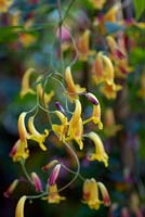 Pandorea pandorana 'Golden Showers'