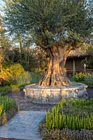 500 year old Olea europaea - ancient olive tree planted in a large stone raised container bed. Villaggio Verde garden, Malvern Spring Festival, 2016
