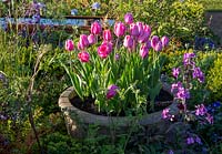 Tulipa 'Caresse' - Tulip - in an old stone container 