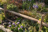 A post and rail wooden fence with Camassia esculenta 'Quamash' and Lychnis flos cuculi 'Terry's Pink', dwarf Pinus - Pine - and ornamental grasses. The Water Spout garden