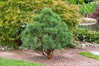 Pinus strobus f. nana growing in a gravel bed  in front of Acer. A Japanese Reflection garden, RHS Malvern Spring Festival, 2016. Design: Peter Dowle and Richard Jasper - Howle Hill Nursery