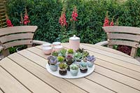 Outdoor dining area with hardwood garden furniture chairs and table with a display of succulent plants in ceramic pots and cups - For The Love Of It garden Designer: Pip Probert - Tatton Flower Show 2017
