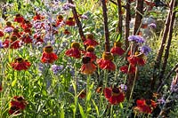 Helenium 'Moreheim Beauty' and Verbena bonariensis under Prunus serrula. Elements Mystique Garden. RHS Hampton Court Flower Show July 2018 Designer: Lawrence Roberts - Sponsor Elements Garden Design 