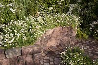 Circular brick paving and an old dry stone wall planted with Chamaemelum nobile 'Flore Pleno' - Chamomile. The Health and Wellbeing Garden