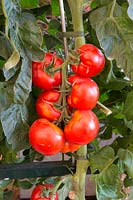 Solanum lycopersicum 'Oh Happy Days' - Beefsteak Tomato - fruit ripening on the vine