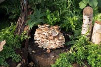 Organic shiitake mushrooms growing on a log in a shady corner of the garden with ferns. RHS Grow Your Own with The Raymond Blanc Gardening School. RHS Hampton Court Flower Show July 2018  - Designers: Allister Dempster and Rossana Porta 