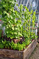 Small organic vegetable and herb garden with deep raised bed made from old scaffolding planks next to a greenhouse - planting of Sweetcorn, climbing runner beans, Beta vulgaris subsp. cicla 'Bright Lights' and Origanum vulgare 'Aureum' AGM - Golden Marjoram or Golden Oregano