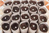 Gardening without plastic sowing organic Pisium sativum pea mange tout 'Oregon sugar pod' seeds in cardboard toilet roll tubes filled with compost