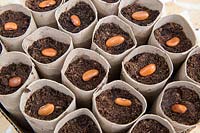 Gardening without plastic sowing Phaseolus vulgaris 'Trionfo Violetto' - Climbing French Purple Bean seeds in cardboard toilet roll tubes filled with compost