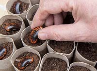 Gardening without plastic sowing organic runner bean 'Red Rum' seeds in cardboard toilet roll tubes filled with compost