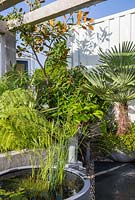 Small concrete bowl pond water feature with Equisetum arvense Horsetail and lilies - raised bed planted with tree fern and green foliage perennial plants - white painted metal wall and pergola. Defiance urban balcony garden - Green Living Spaces. RHS Malvern Spring Festival May 2019 - Designer: Sara Edwards 