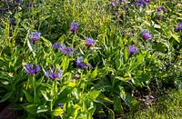 Border with Centaurea montana. The Habit of Living Garden for Diabetes UK  RHS Malvern Spring Festival May 2019 Designers: Karen Tatlow and Katherine Hathaway 