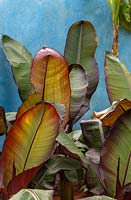 Banana leaves against a blue painted wall. The CAMFED Garden Giving Girls in Africa a Space to Grow garden  Designer: Jilayne Rickards. Sponsor: Campaign for Female Education
