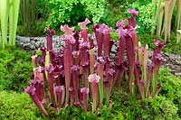 Sarracenia 'Purple haze' pitcher plant grown by Matt Soper of Hampshire Carnivorous plants