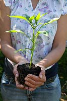 Woman holding young Capsicum 'Apache' - Chilli - plant in hands ready for transplanting 