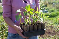 Woman holding Runner Bean 'Red Rum' and Sweetcorn 'True Gold' seedlings growing in toilet roll cardboard tubes runner beans, ready for transplanting 