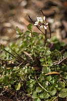 Cardamine hirsuta - Hairy Bittercress -in flower