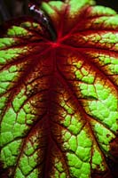 Begonia 'Harmony's Dance of Dragons' -  Rhizomatous Begonia leaf detail, backlit
