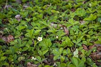 Fragaria vesca - Woodland Strawberry groundcover