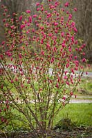 Ribes sanguineum - Red-flowering Currant