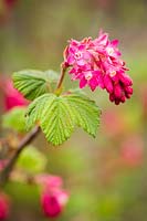 Ribes sanguineum - Red-flowering Currant blossoms and foliage