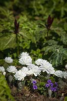 Sanguinaria canadensis 'Flore Pleno' - 'Flore Pleno' Bloodroot and purple Violets with Giant Purple Wakerobins 