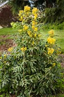 Mahonia aquifolium - Shining Oregon-grape