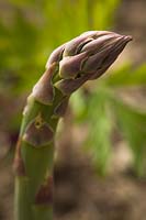 Asparagus officinalis - tip of a spear