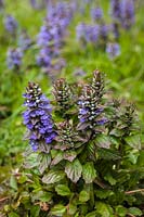 Ajuga reptans - Bugle