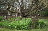 Wooden obelisk among Hemerocallis - Daylily - foliage, Paeonia - Peony - foliage with support, in a bed with Rhus typhina - Staghorn Sumac - and large  Salix lasiandra - Pacific Willow - beyond
 