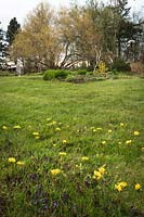 Taraxacum officinale - Dandelion - in large lawn with tree in the background