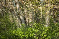 Betula papyrifera - Paper Birch - trunks with Rubus nutkanus - Thimbleberry - and Salix lasiandra - Pacific Willow 