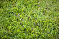 Lysimachia nummularia - Creeping Jenny - and  Glechoma hederacea - Ground-ivy in a lawn