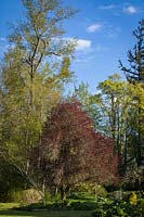 Prunus cerasifera - Purple-leaf Plum, Acer macrophyllum - Bigleaf Maple and Populus trichocarpa - Black Cottonwood 