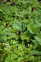 Trillium kurabayashii, Sanguinaria canadensis 'Flore Pleno' and Galium odoratum 