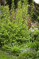 Physocarpus capitatus, Muscari armeniacus, Hemerocallis cv. - Pacific Ninebark above Grape Hyacinths, Daylily foliage